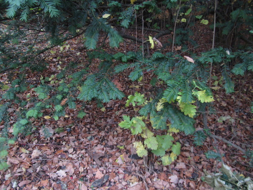 Hungarian thorn (Crataegus nigra)