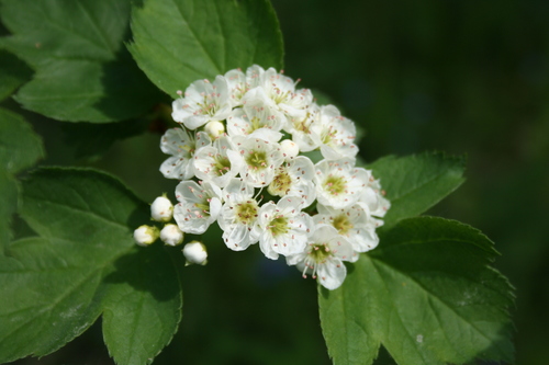Redhaw hawthorn (Crataegus sanguinea)