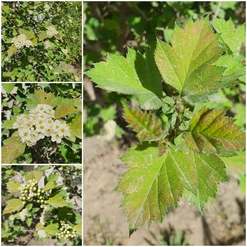 Redhaw hawthorn (Crataegus sanguinea)