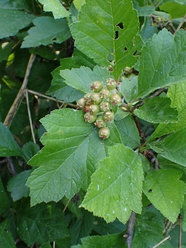 Redhaw hawthorn (Crataegus sanguinea)