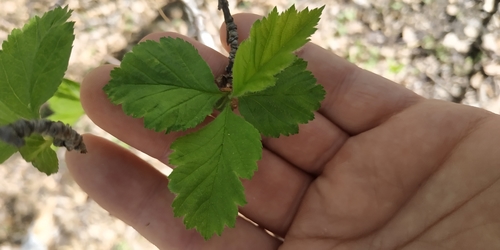 Redhaw hawthorn (Crataegus sanguinea)