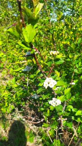 Redhaw hawthorn (Crataegus sanguinea)