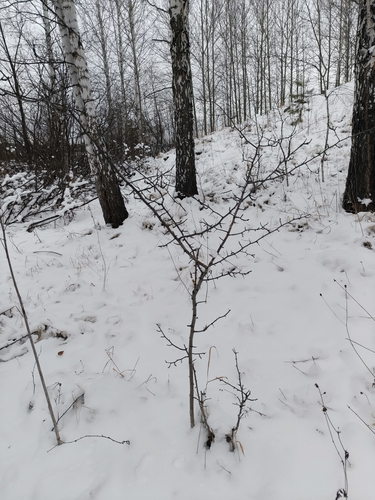 Redhaw hawthorn (Crataegus sanguinea)
