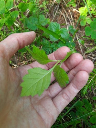 Redhaw hawthorn (Crataegus sanguinea)