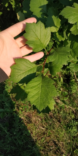 Redhaw hawthorn (Crataegus sanguinea)