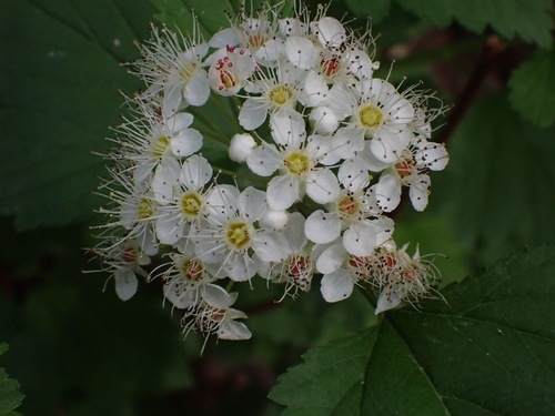 Redhaw hawthorn (Crataegus sanguinea)