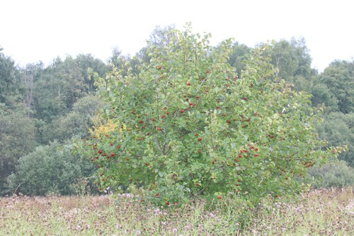 Redhaw hawthorn (Crataegus sanguinea)