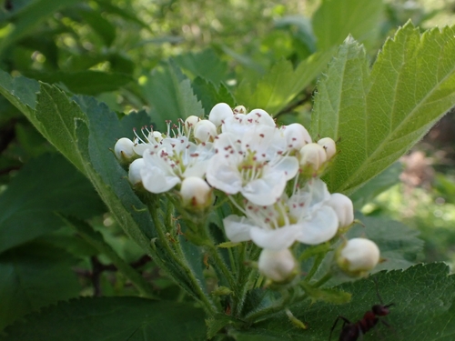 Redhaw hawthorn (Crataegus sanguinea)