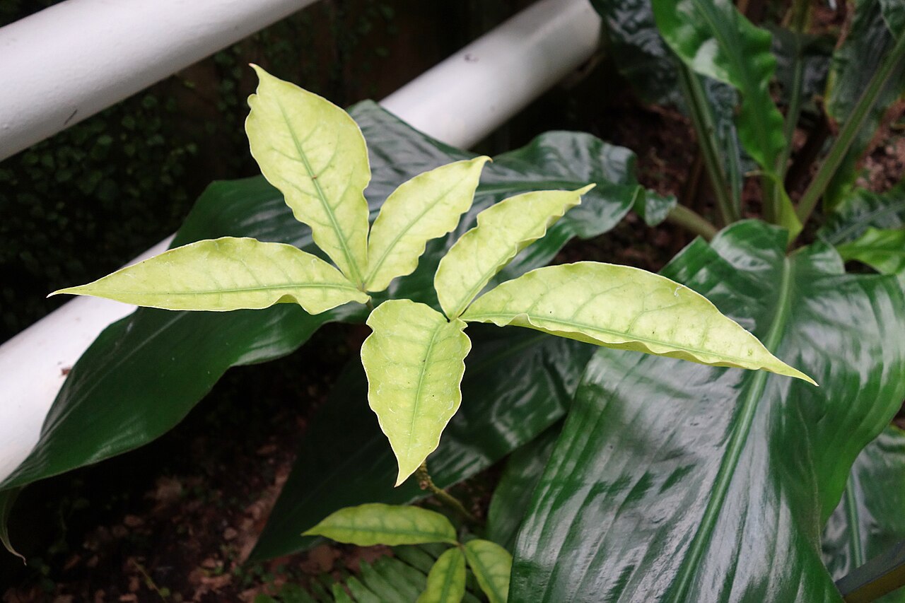Crateva eminens: Botanical specimen in the Botanischer Garten, Dresden, Germany.