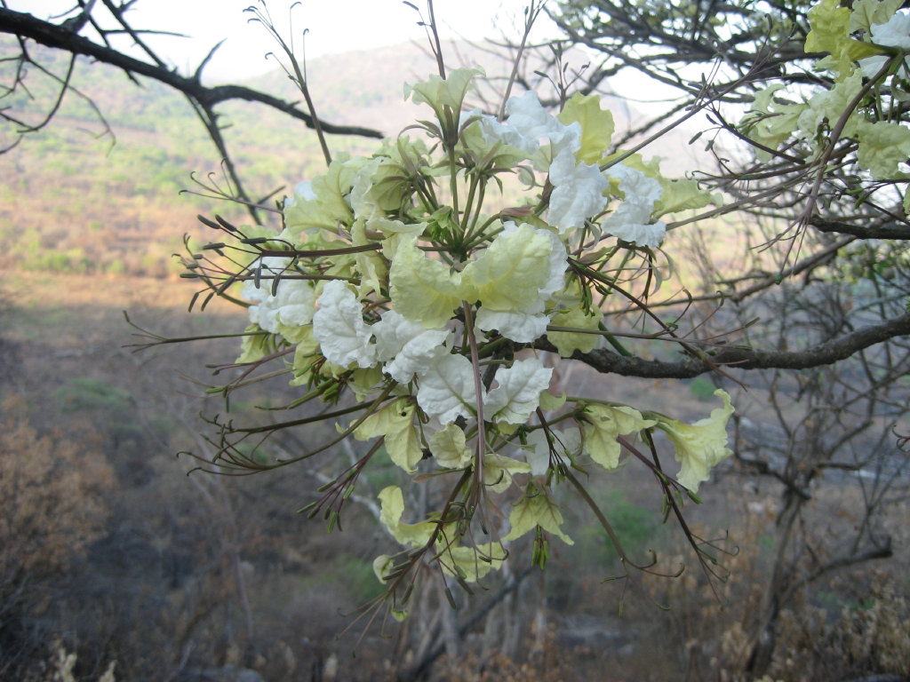 Tongakierie: Cladostemon kirkii flowers, Macossa District of Mozambique