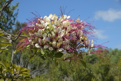 Crateva obovata (Crateva obovata)