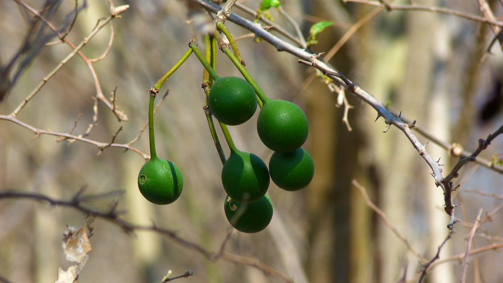 Crateva palmeri (Crateva palmeri)