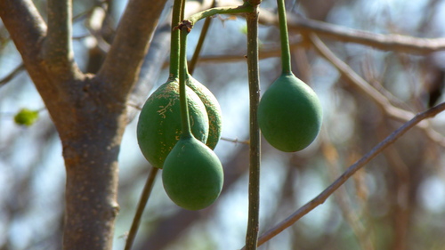 Crateva palmeri (Crateva palmeri)
