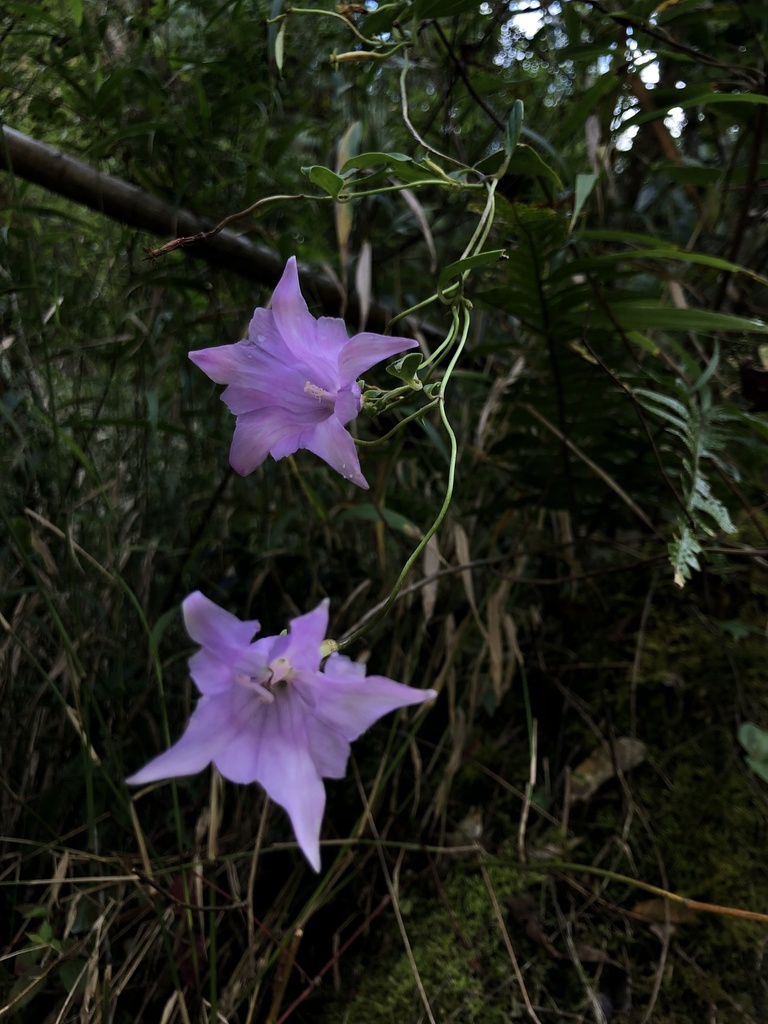 Crawfurdia angustata (Crawfurdia angustata)