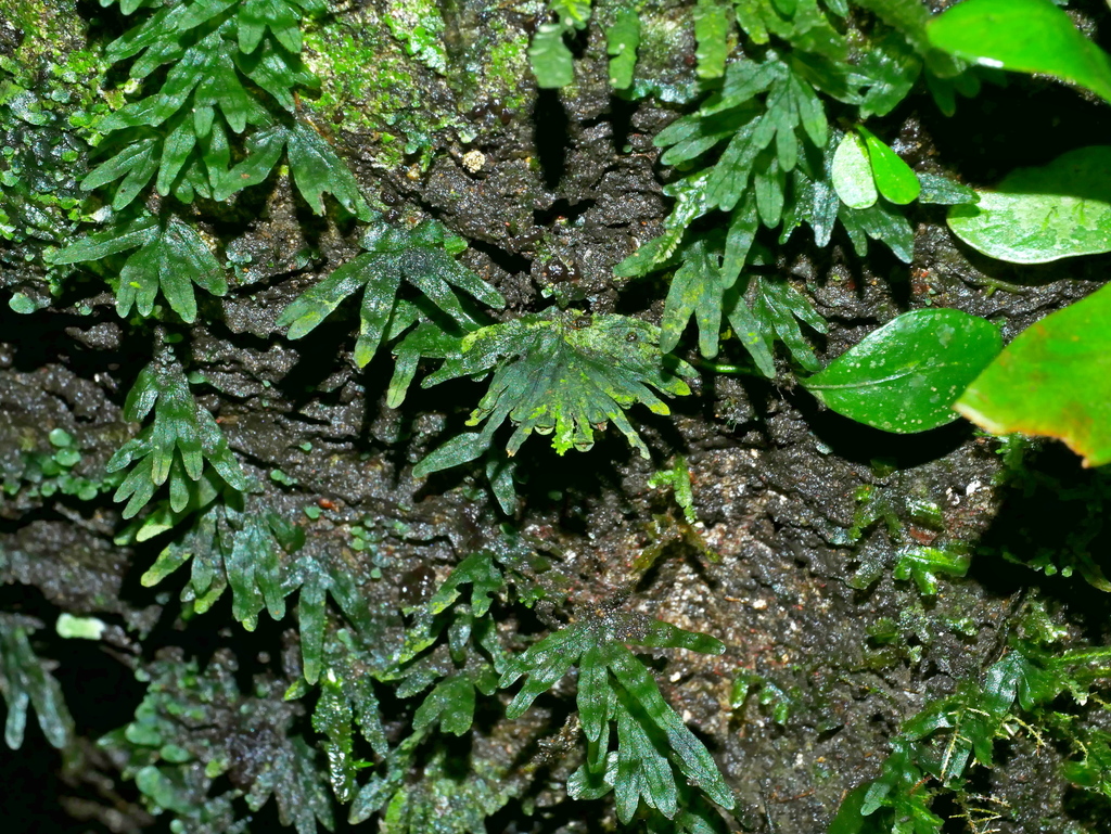 Crepidomanes latemarginale (Crepidomanes latemarginale)