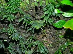 Crepidomanes latemarginale (Crepidomanes latemarginale)