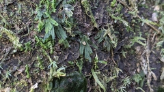 Crepidomanes latemarginale (Crepidomanes latemarginale)