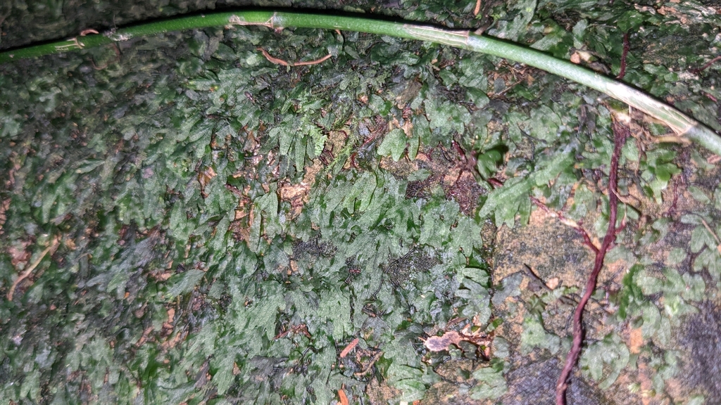 Crepidomanes parvifolium (Crepidomanes parvifolium)
