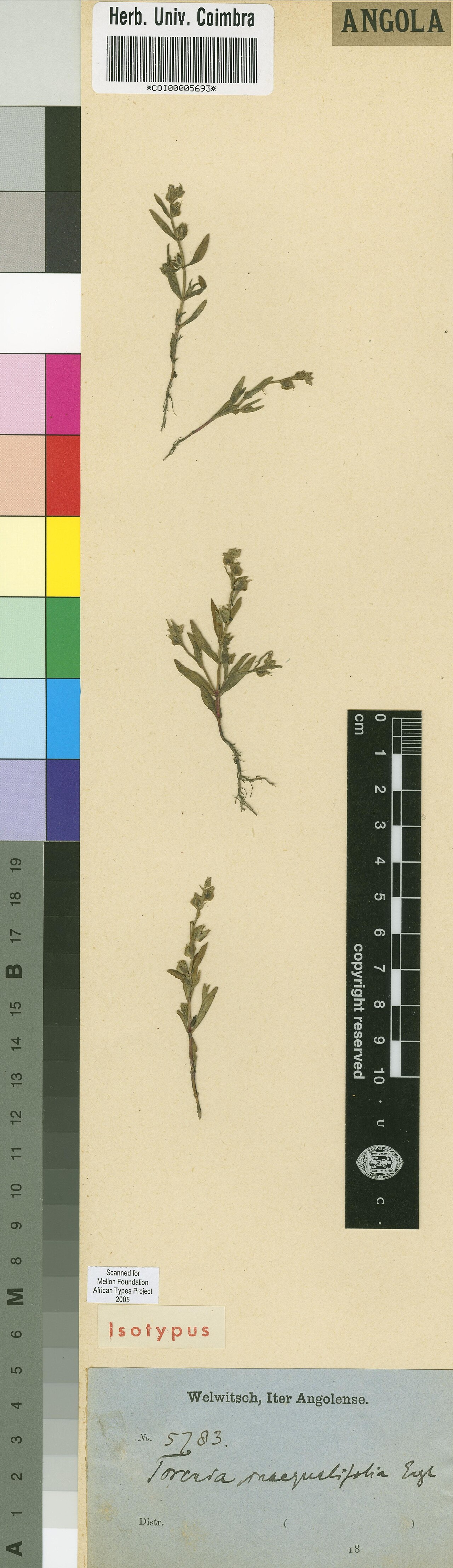 Crepidorhopalon spicatus: Photograph of Isotype of Crepidorhopalon spicatus at Herbarium of the University of Coimbra, Portugal (COI). Specimen COI00005693. http://coicatalogue.uc.pt/spe