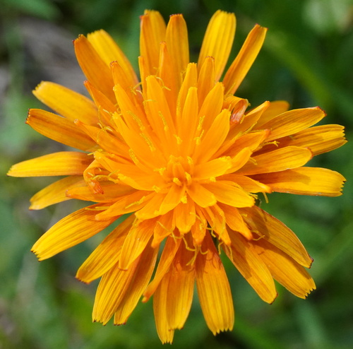 Crepis aurea (Crepis aurea)