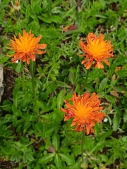 Crepis aurea (Crepis aurea)