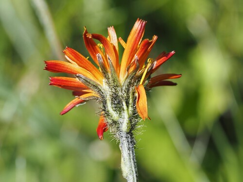 Crepis aurea (Crepis aurea)