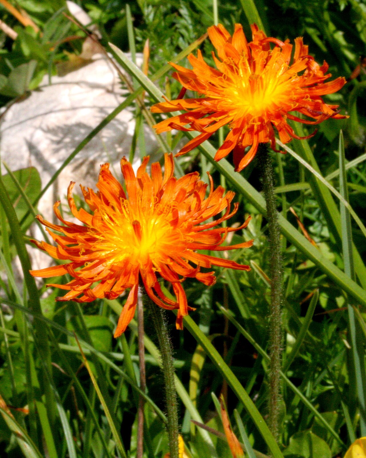 Crepis aurea: Crepis_aurea (Radichiella aranciata) Località : Passo di Falzarego, Cortina (BL), 2105 m s.l.m.