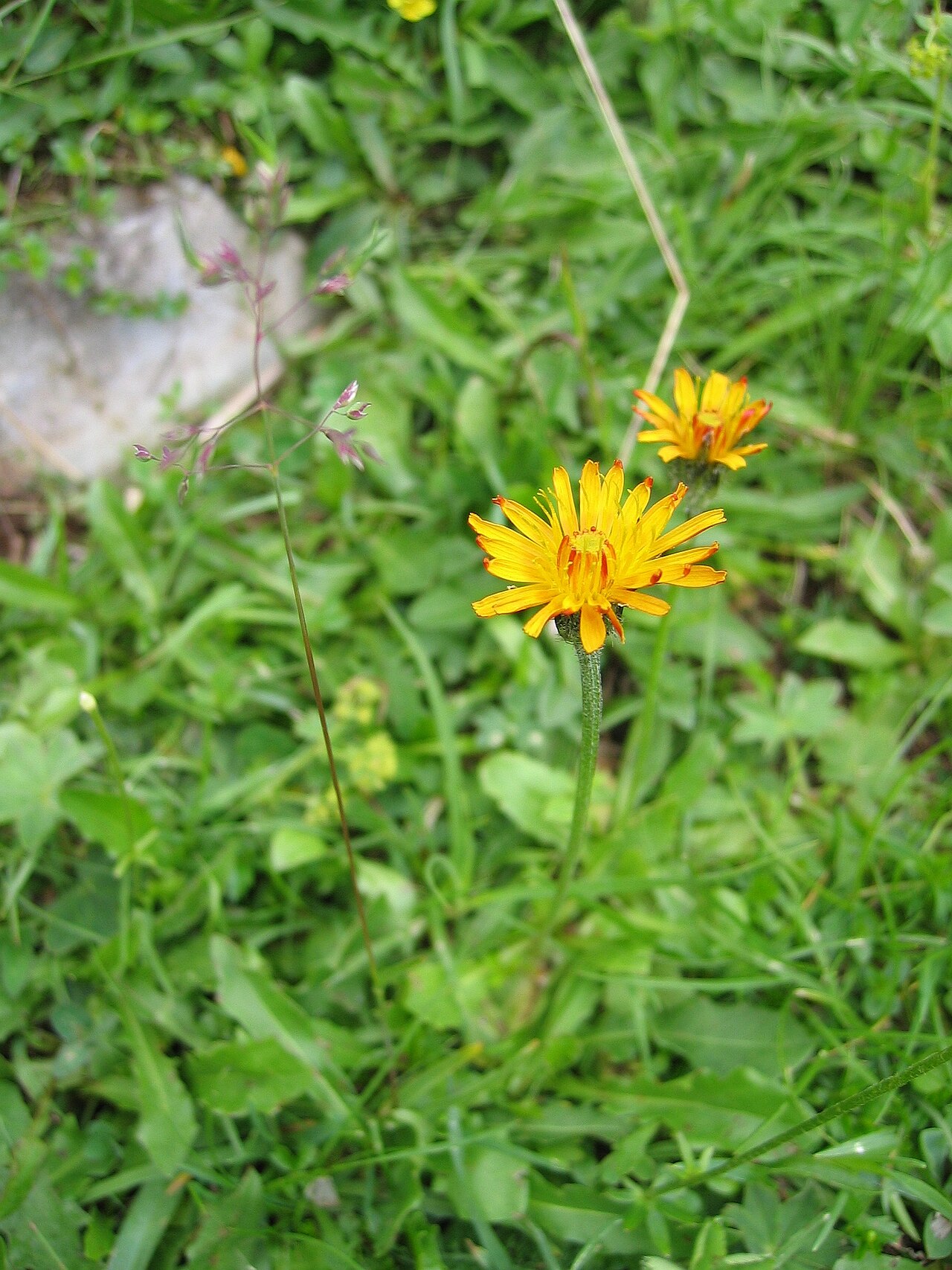 Crepis aurea: Crepis aurea ,Wurzeralm, Upper Austria, Austria