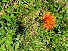Crepis aurea (Crepis aurea)