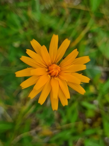Crepis aurea (Crepis aurea)