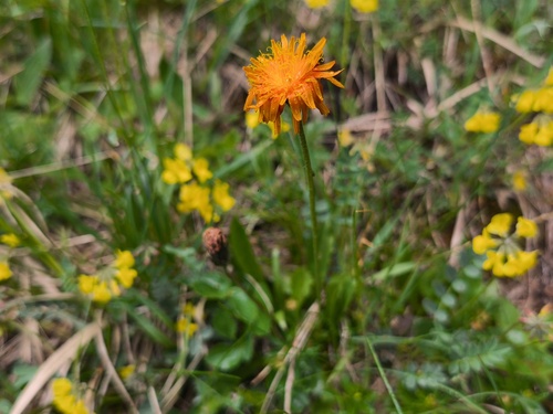 Crepis aurea (Crepis aurea)