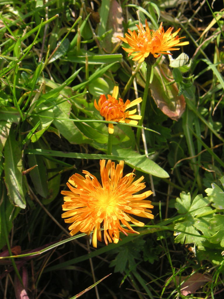 Crepis aurea (Crepis aurea)