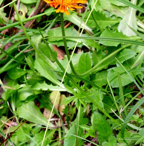 Crepis aurea: Crepis_aurea (Radichiella aranciata) Località : Cimabanche, Cortina (BL), 1529 m s.l.m.