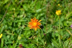 Crepis aurea (Crepis aurea)