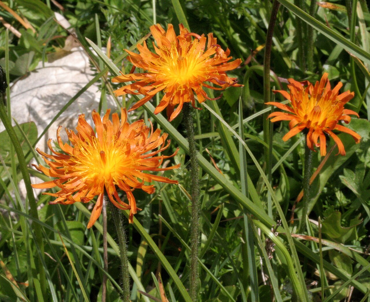 Crepis aurea: Crepis_aurea (Radichiella aranciata) Località : Passo di Falzarego, Cortina (BL), 2105 m s.l.m.