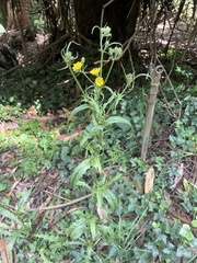 Smooth hawksbeard (Crepis capillaris)