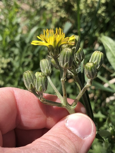 Smooth hawksbeard (Crepis capillaris)