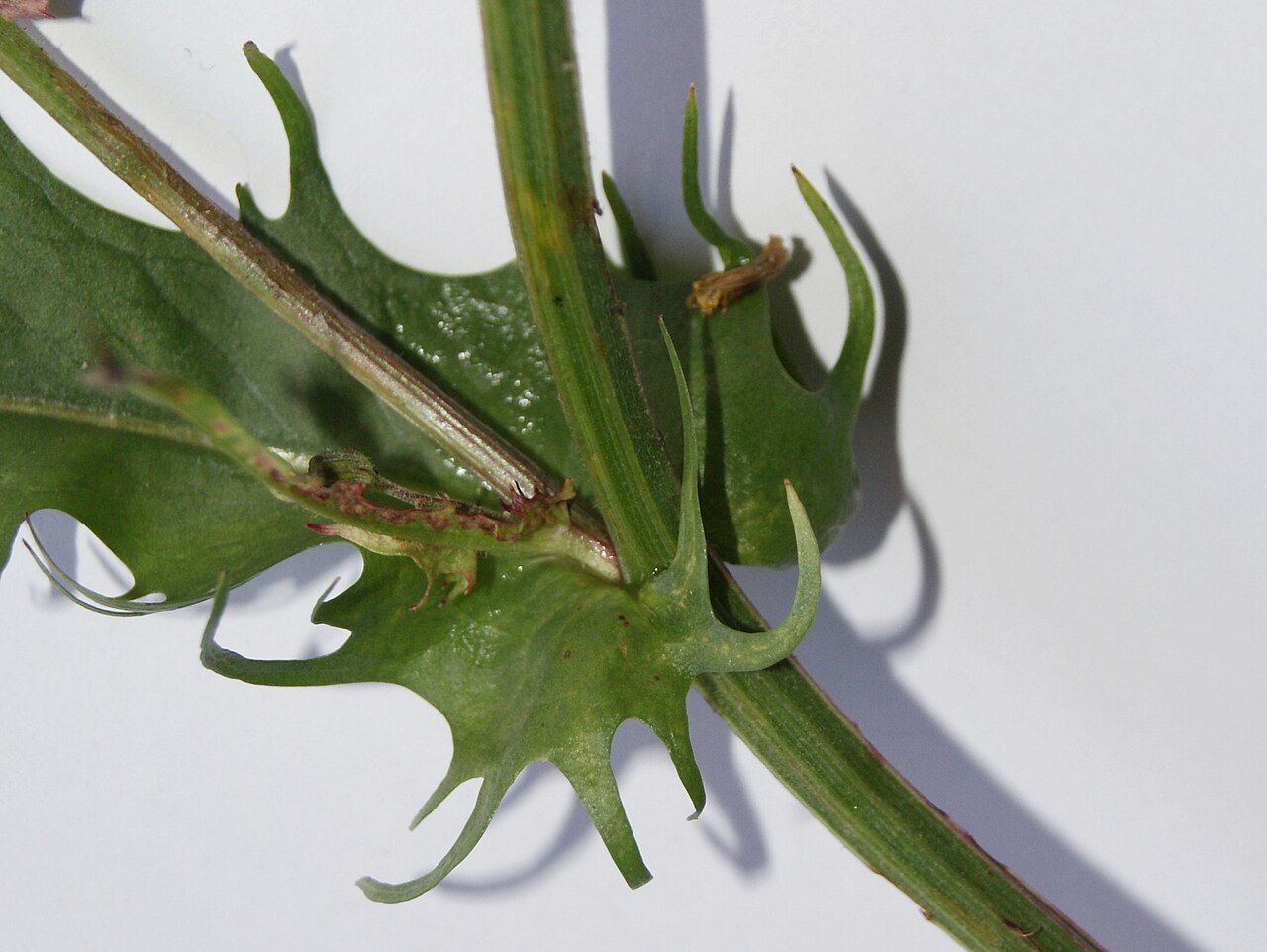 Smooth hawksbeard: Crepis capillaris