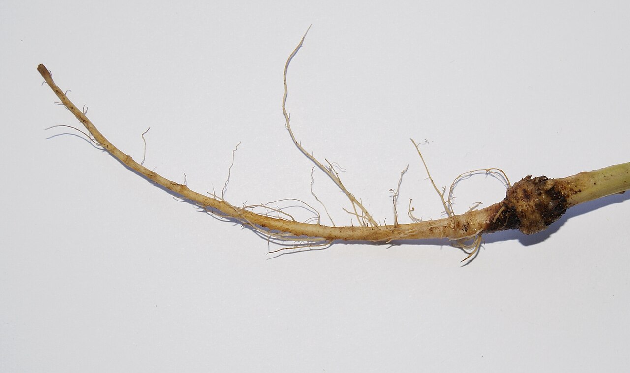 Smooth hawksbeard: Crepis capillaris