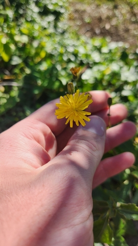 Smooth hawksbeard (Crepis capillaris)