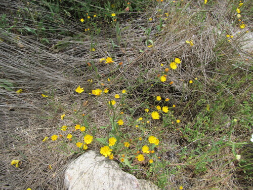 Smooth hawksbeard (Crepis capillaris)