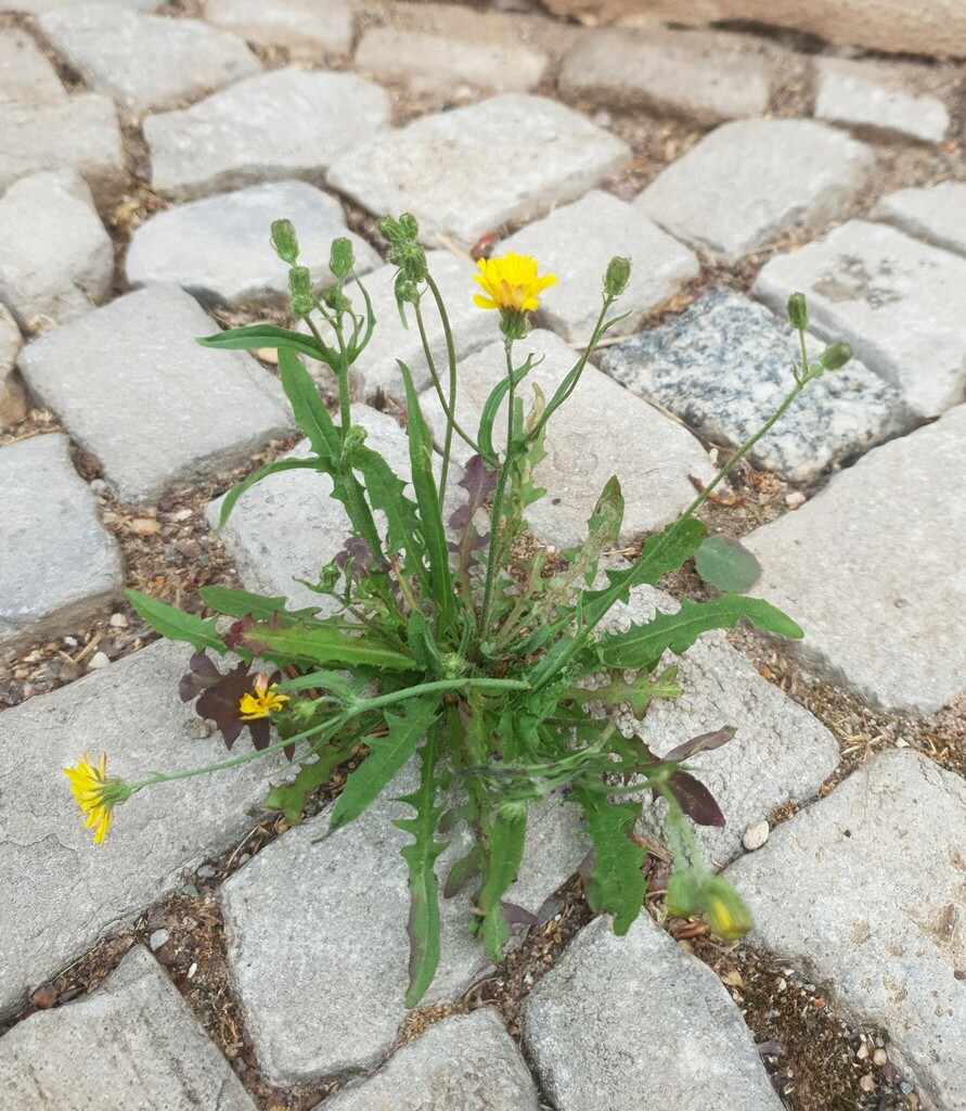 Smooth hawksbeard (Crepis capillaris)