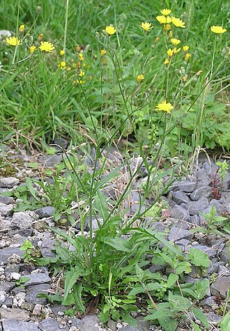 Smooth hawksbeard: Kleinköpfiger Pippau