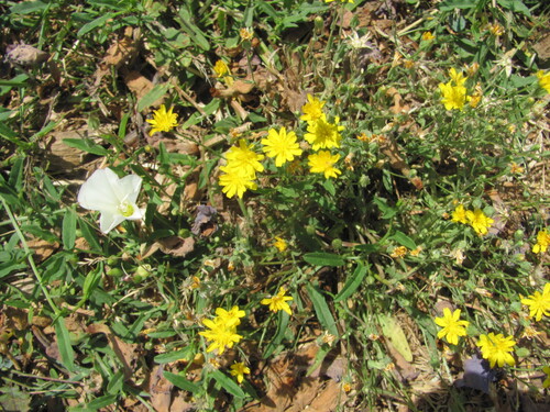 Smooth hawksbeard (Crepis capillaris)