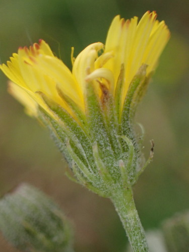 Smooth hawksbeard (Crepis capillaris)