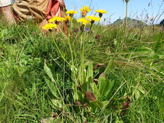 Crepis conyzifolia (Crepis conyzifolia)