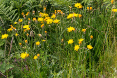 Crepis conyzifolia (Crepis conyzifolia)