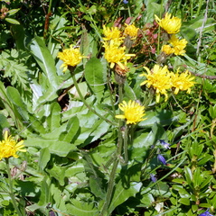 Crepis conyzifolia (Crepis conyzifolia)