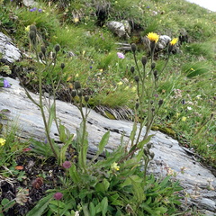 Crepis conyzifolia (Crepis conyzifolia)