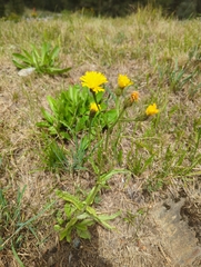 Crepis conyzifolia (Crepis conyzifolia)